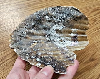 Flashy Clam Shell with Barnacles, natural beach themed decoration