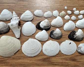 Large group of White Shells, ranging from xs to large, collection or decoration pieces