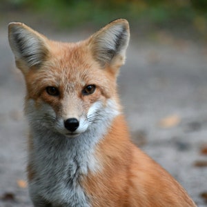 Photography Red Fox Prints // made to order // home and office decor // Red Fox photography prints // Red Fox prints // options 21-30