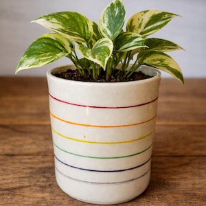 May include: A white ceramic plant pot featuring horizontal stripes in red, orange, yellow, green, blue, and purple. The pot contains a small pothos plant with variegated green and white heart-shaped leaves growing from dark potting soil.