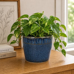 May include: A vibrant green pothos plant with yellow variegation in a textured, deep blue ceramic pot. The pot has a ribbed design around the top and sits on a wooden surface. The plant's leaves cascade over the sides.