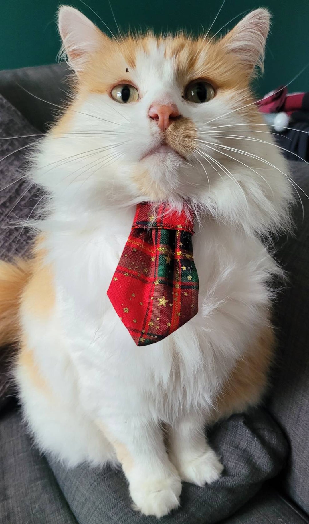 Christmas Through the Collar Cat Necktie Cat Dress Up. Cat Christmas Dress Up Etsy UK