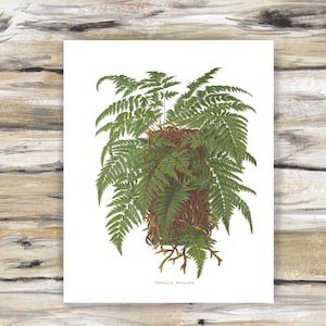 Fern Poster Vintage Botanical Print