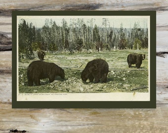 Postcard Sized Yellowstone Print of National Park Card with Bears