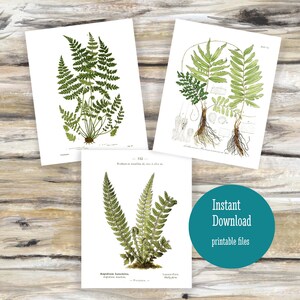 Botanical Print Trio Fern Posters