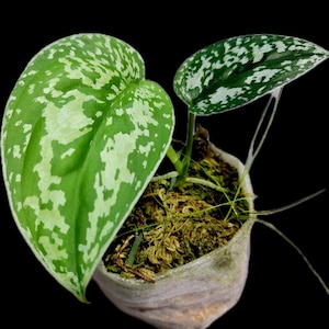 Scindapsus Silver Tricolor