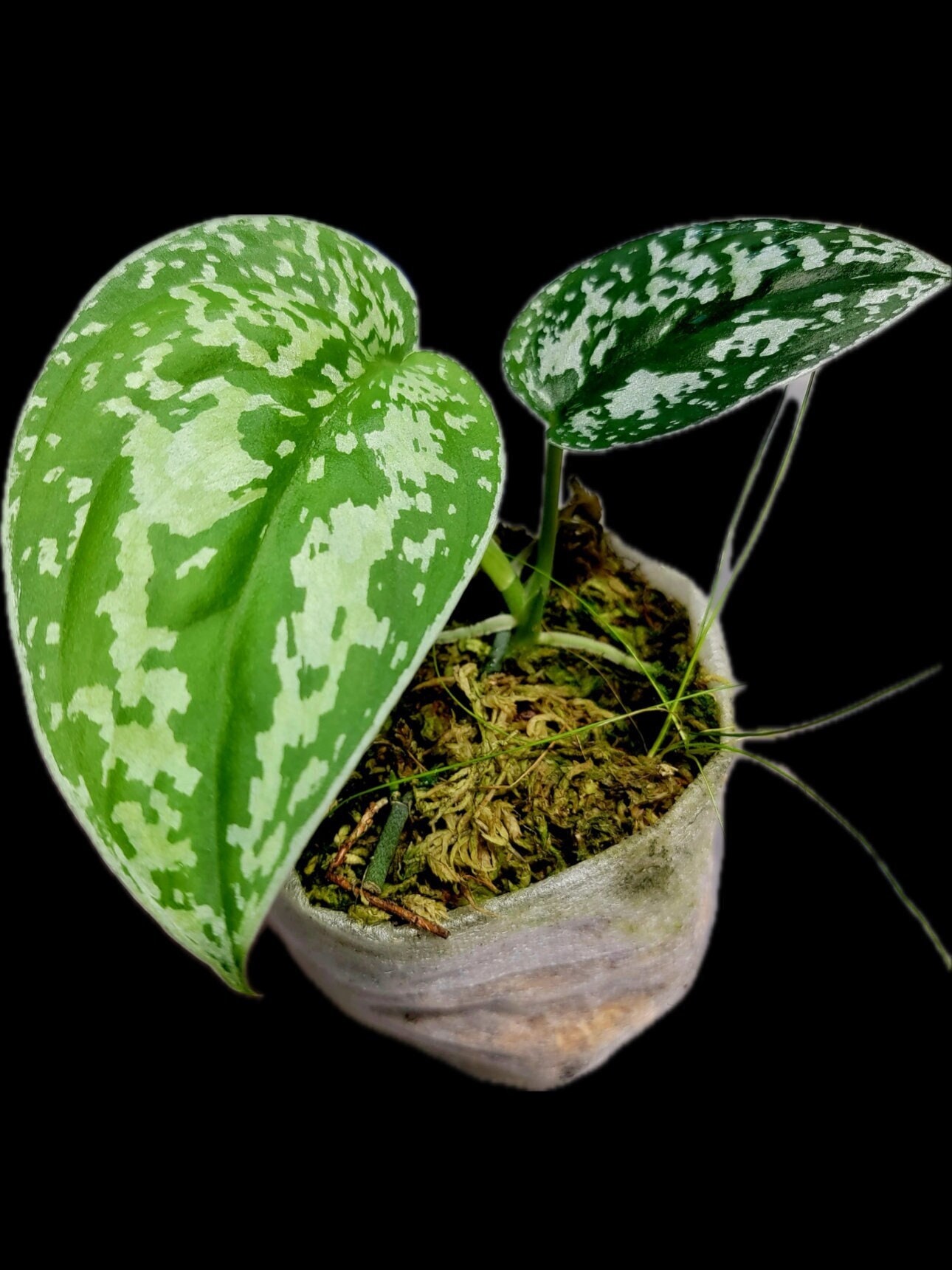 Scindapsus sp わかれる Sangau