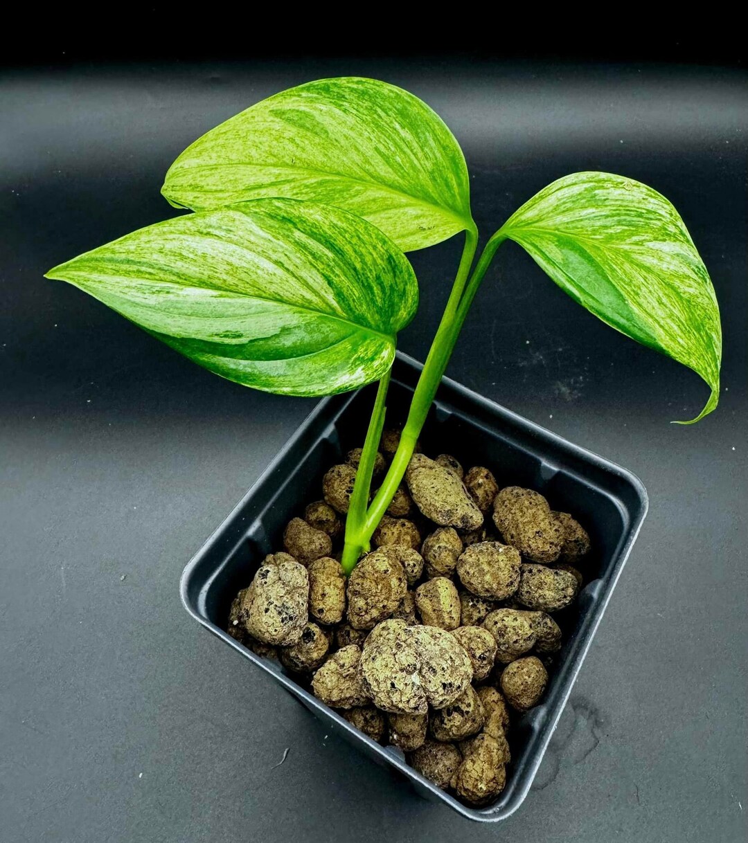Scindapsus Perakensis Marble Slightly Rooted - Etsy