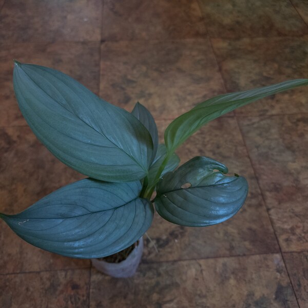 Scindapsus Silver Perakensis