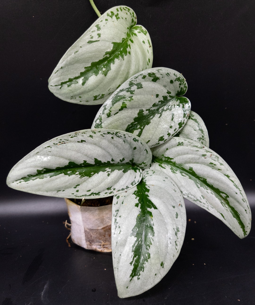 高価値セリー il_1080xN.4769925642_blla.jpg その他観葉植物