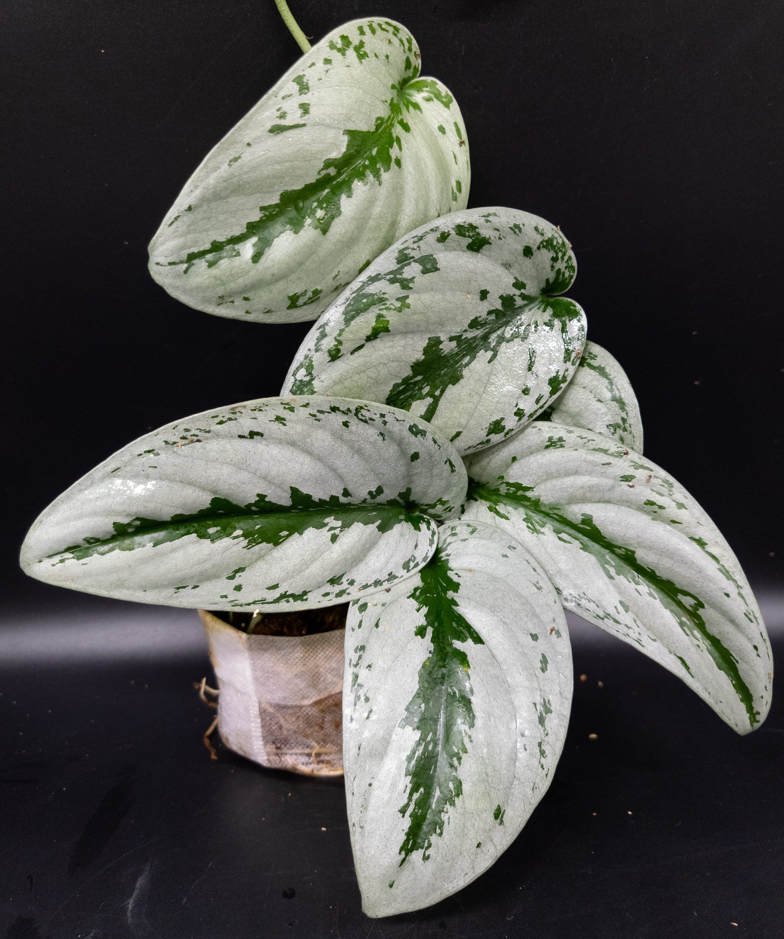 MonsteraX Marketplace | Scindapsus Blue Albo Salaka 🌱 - $159