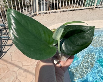 Scindapsus Black Mamba aka Dark Tricolor Princess - Type 3