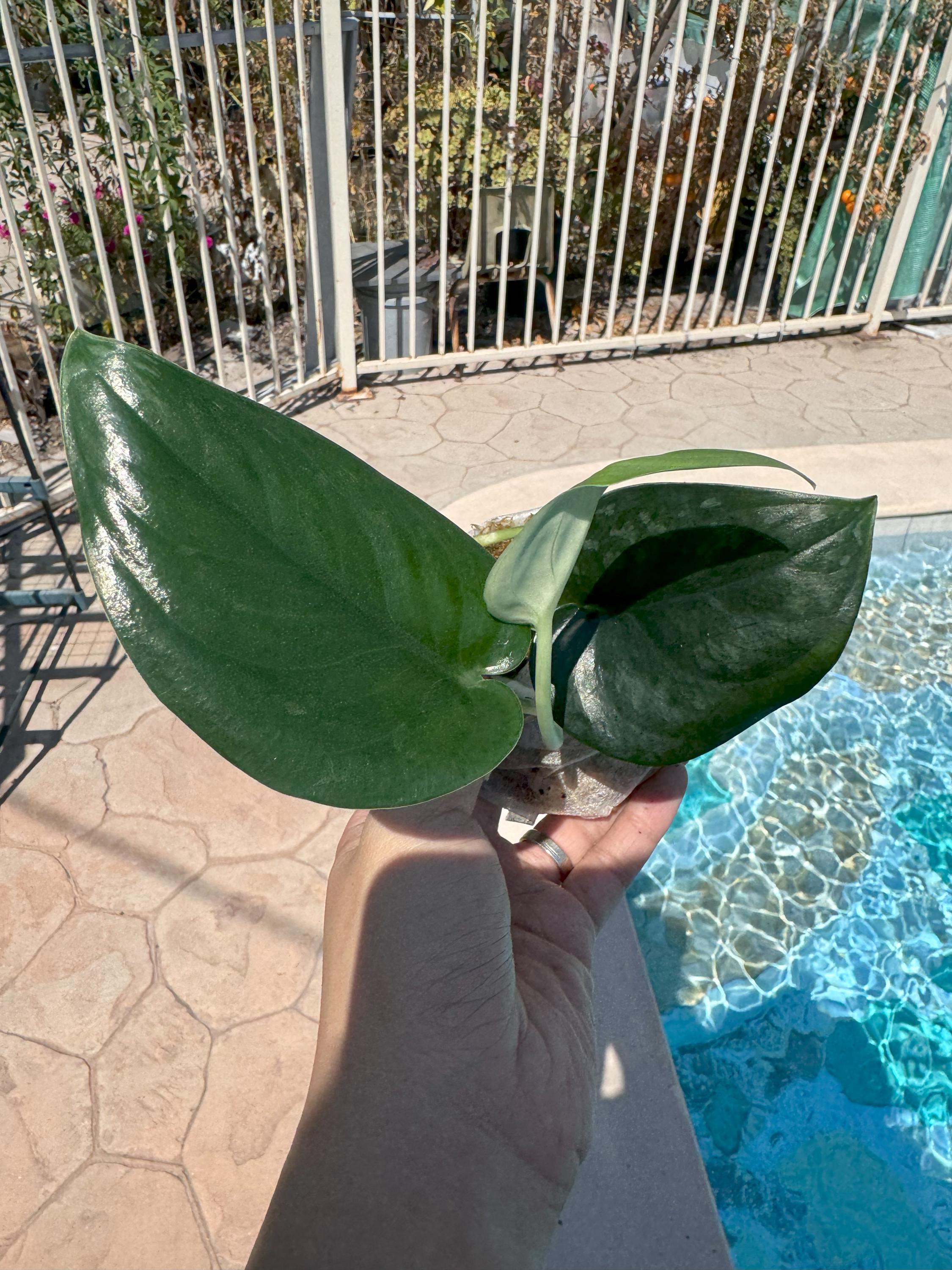 Yuka Suno House plants Scindapsus | Scindapsus dark princess