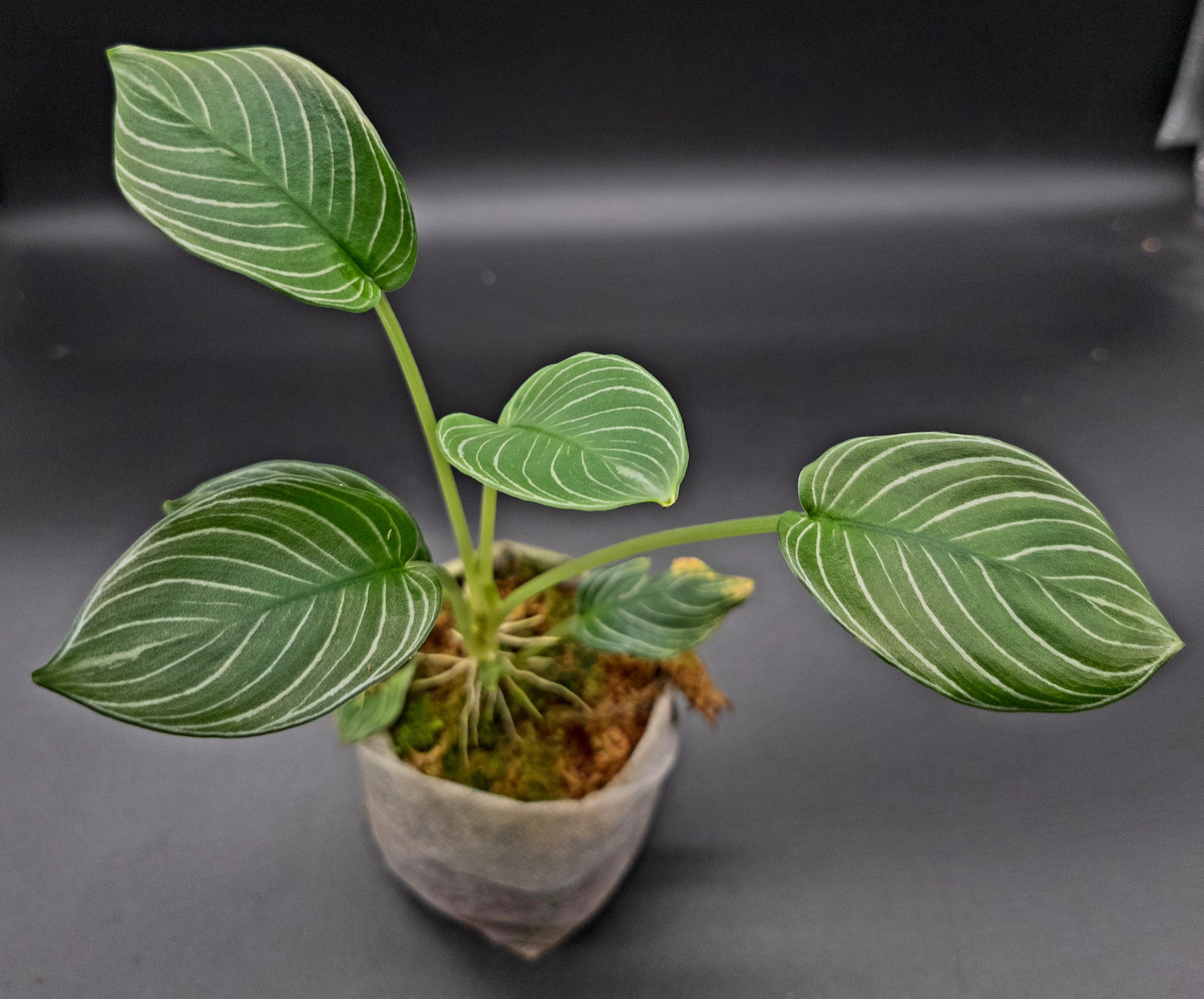 Schismatoglottis Chevron 1 - Type 2 - Etsy