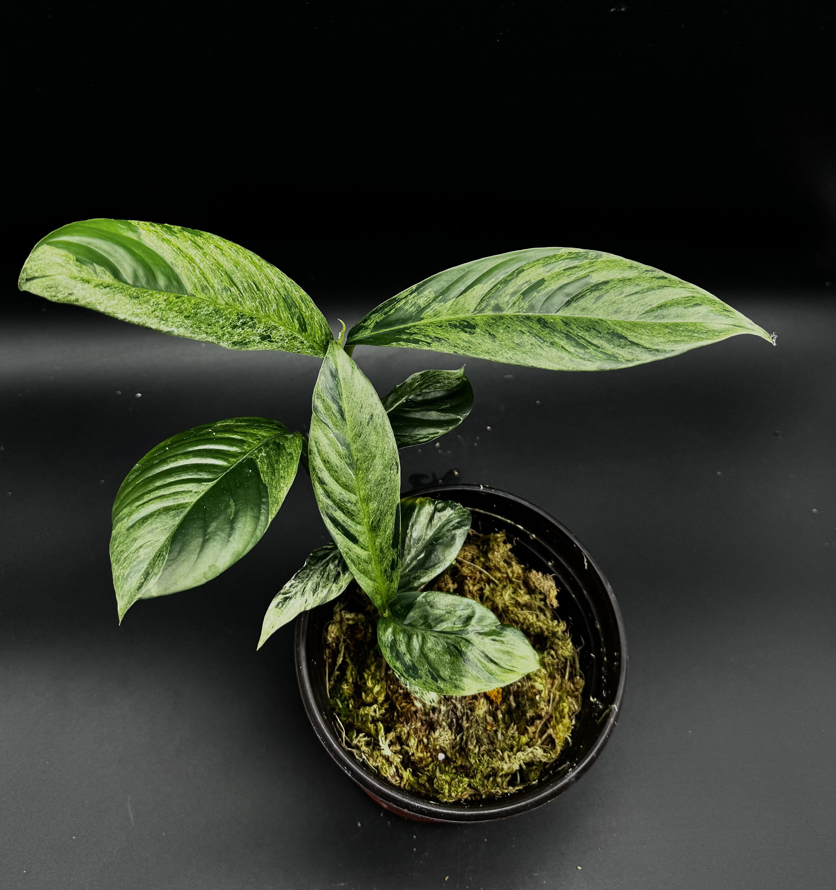 ysop saatgut BIO Saatgut Ysop blaublühend – Biogartenladen main image 0