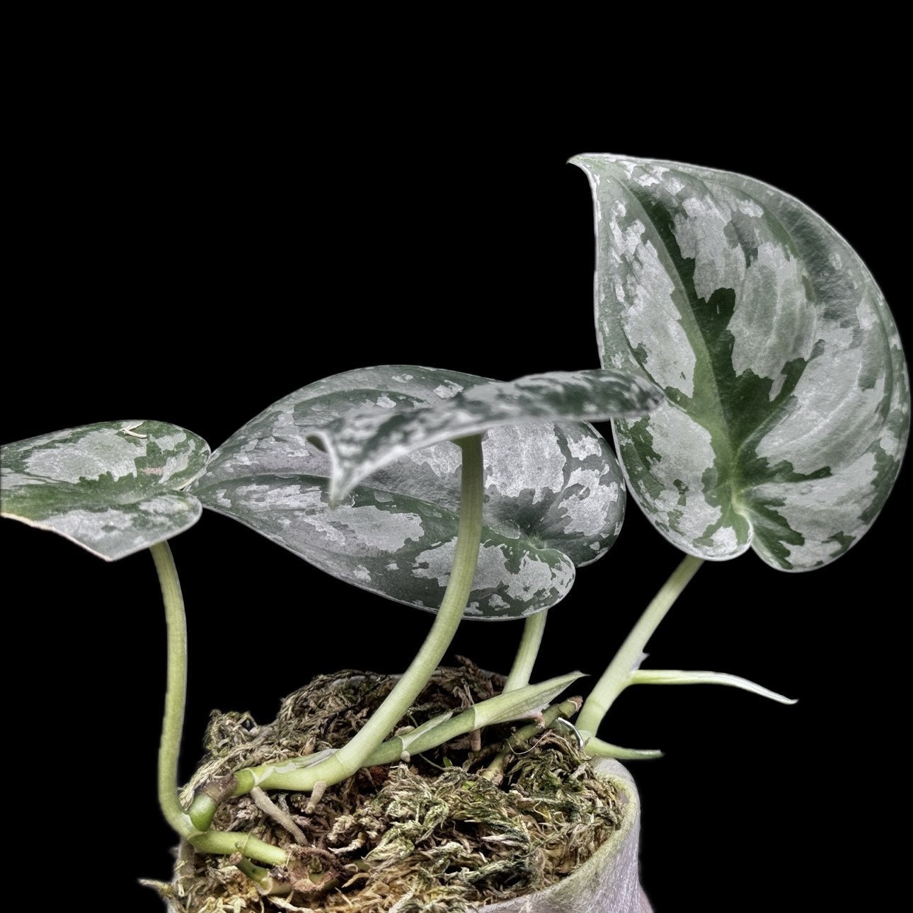 Scindapsus Dark Princess Tricolor - Etsy