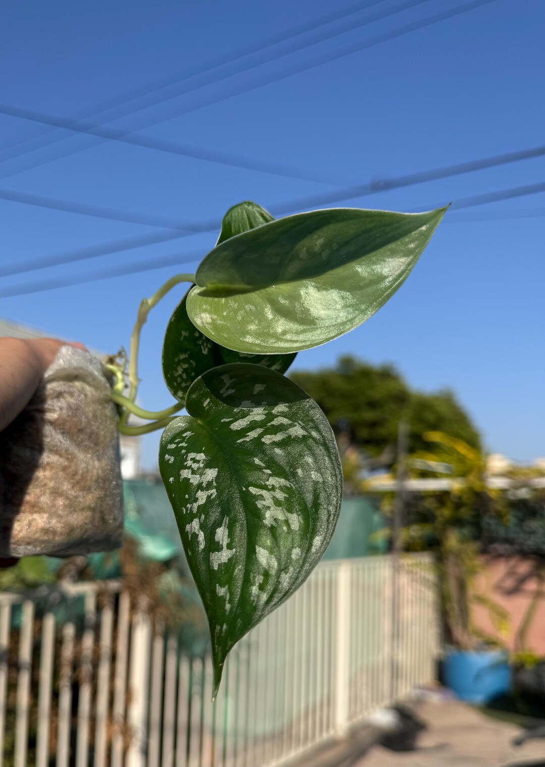 Scindapsus pictus Scindapsus pictus