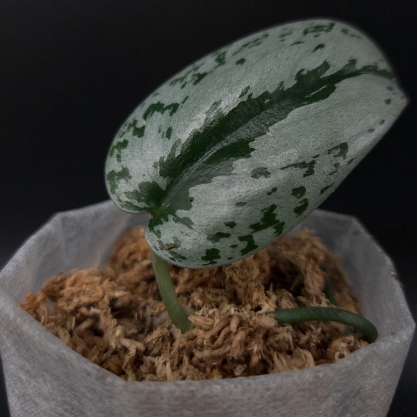 Scindapsus Silver Sierra 2 - Unicorn Plant
