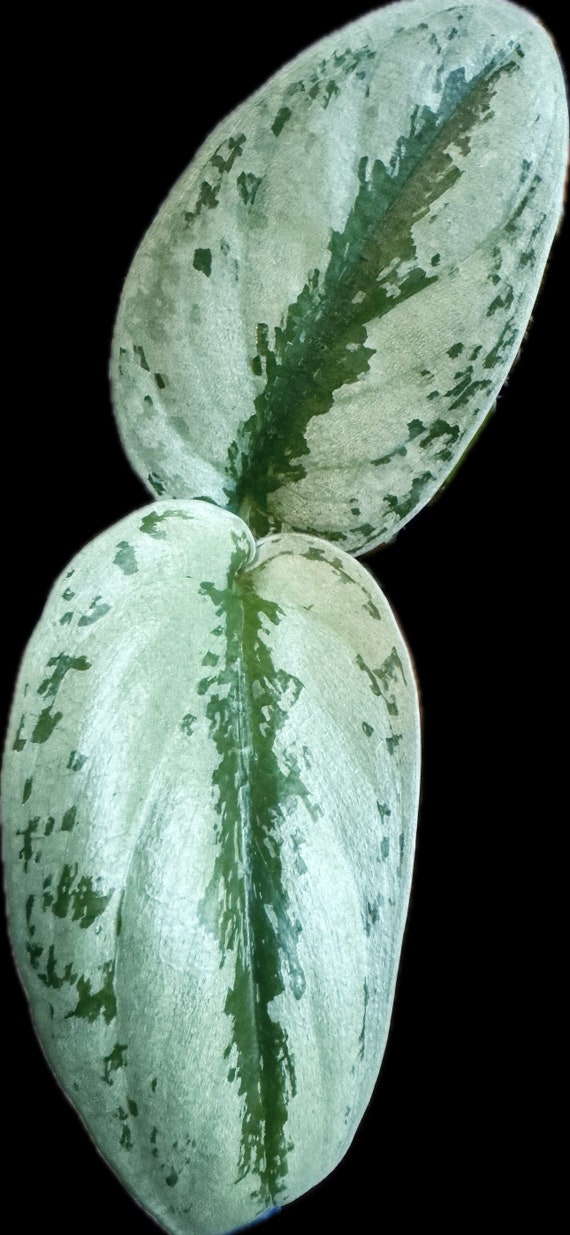 Scindapsus Silver Platinum – Okanoka