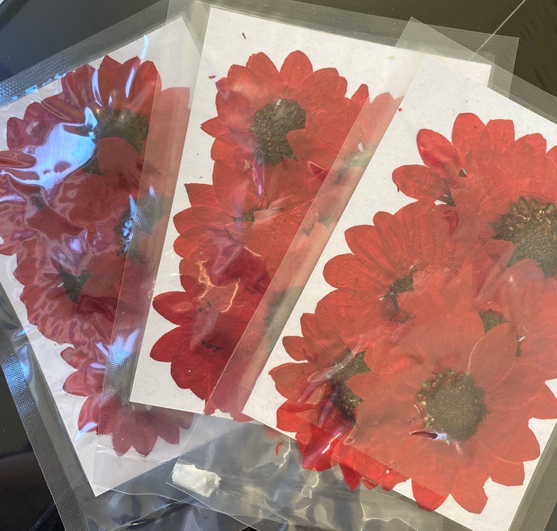 Dried Flowers for Resin and Diy Art Projects Etsy UK