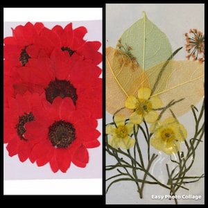 Flores secas para proyectos de resina y arte diy.