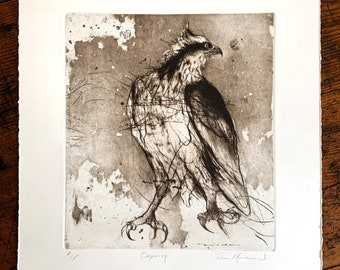 Incisione originale di Jake Muirhead. Titolo: Osprey. Belle Arti, Calcografia