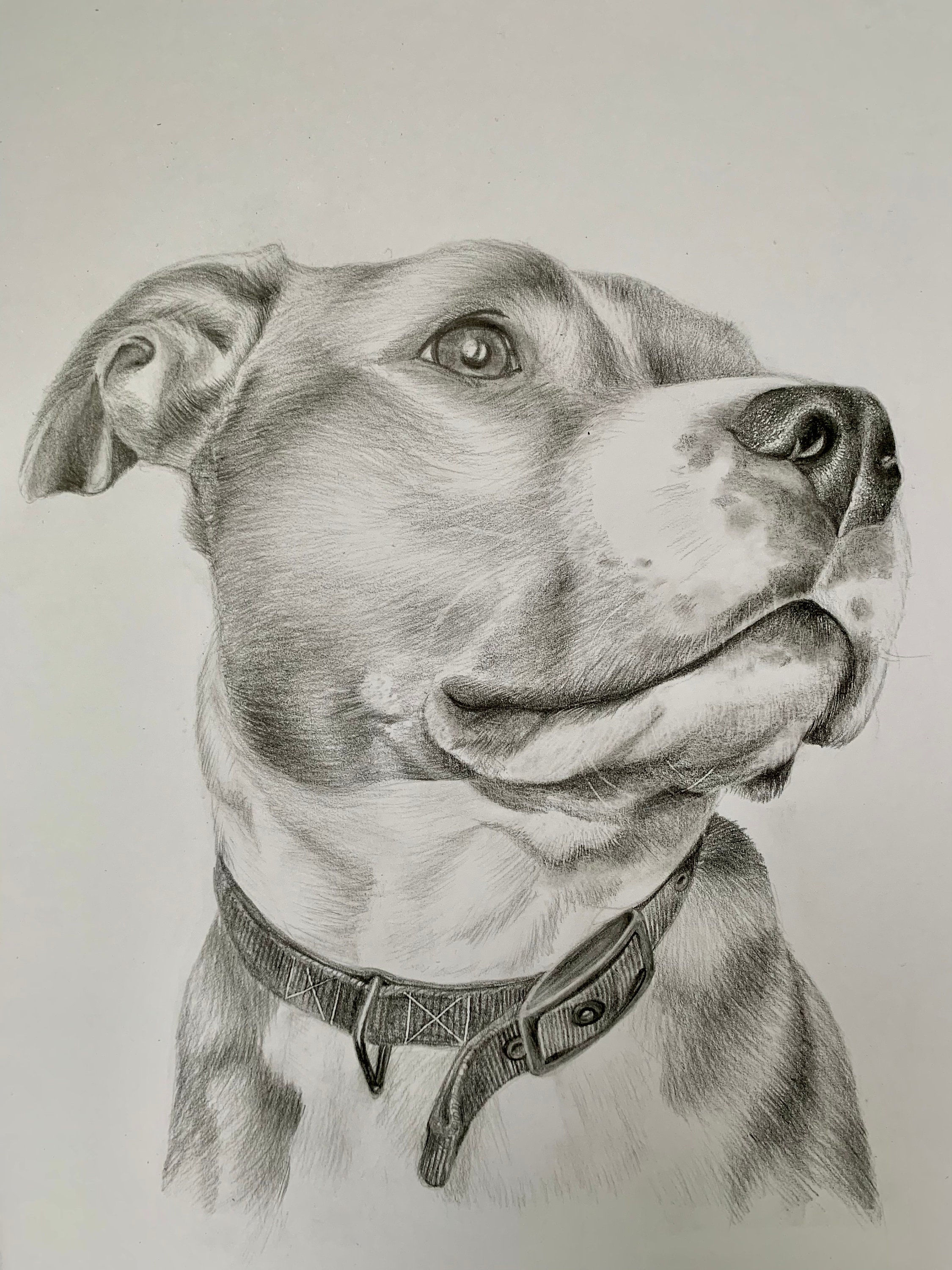 A3 Hand drawn Animal portraits | Etsy