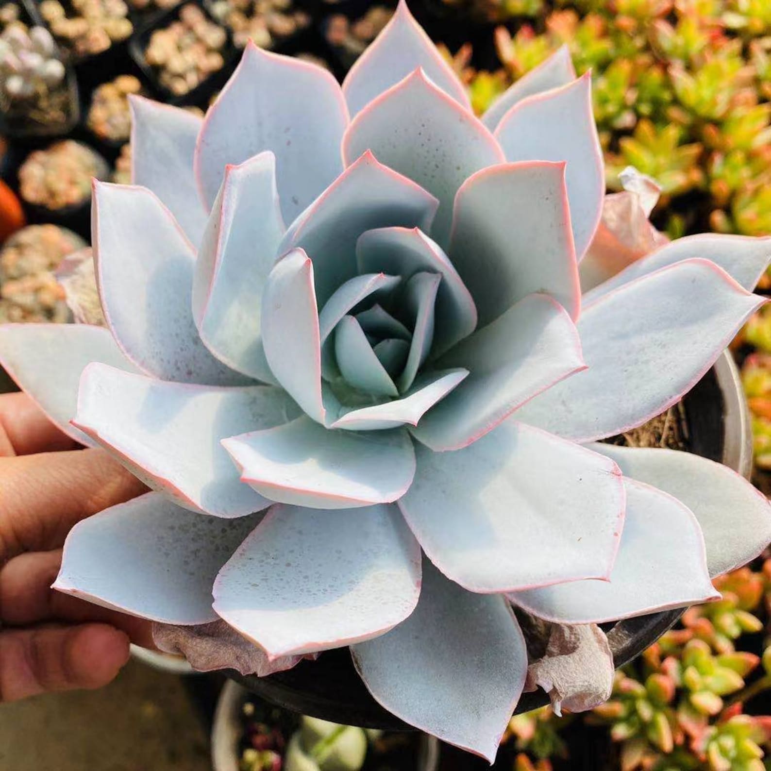 Exotic Rare Live Succulent Plant Echeveria cante Glass & Etsy