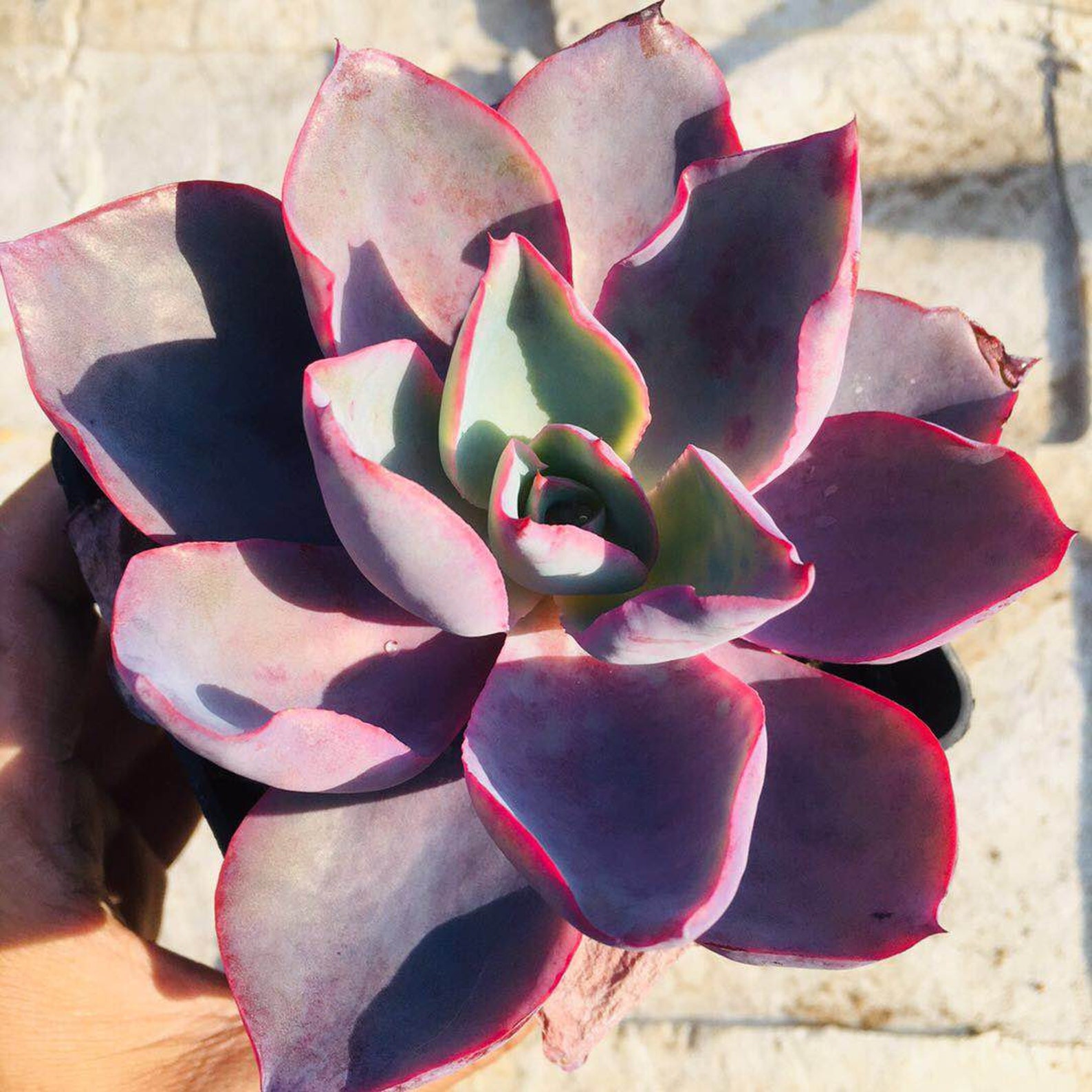 Exotic Rare Live Succulent Plant Echeveria Afterglow Etsy