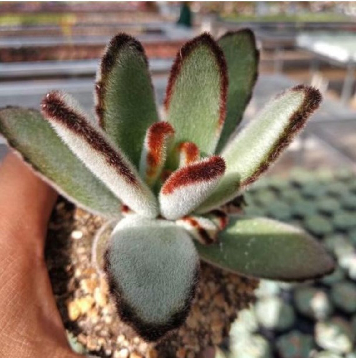 Exotic Rare Live Succulent Plant Kalanchoe tomentosa Etsy