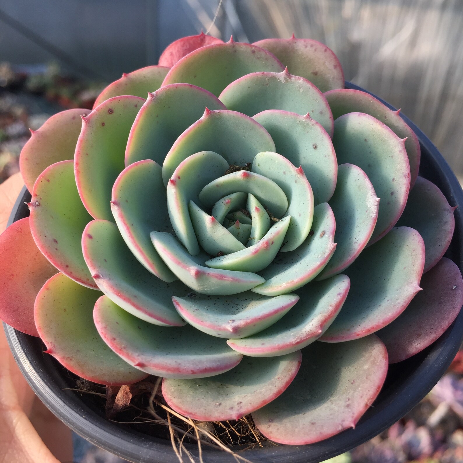 Exotic Rare Live Succulent Plant Echeveria Etsy