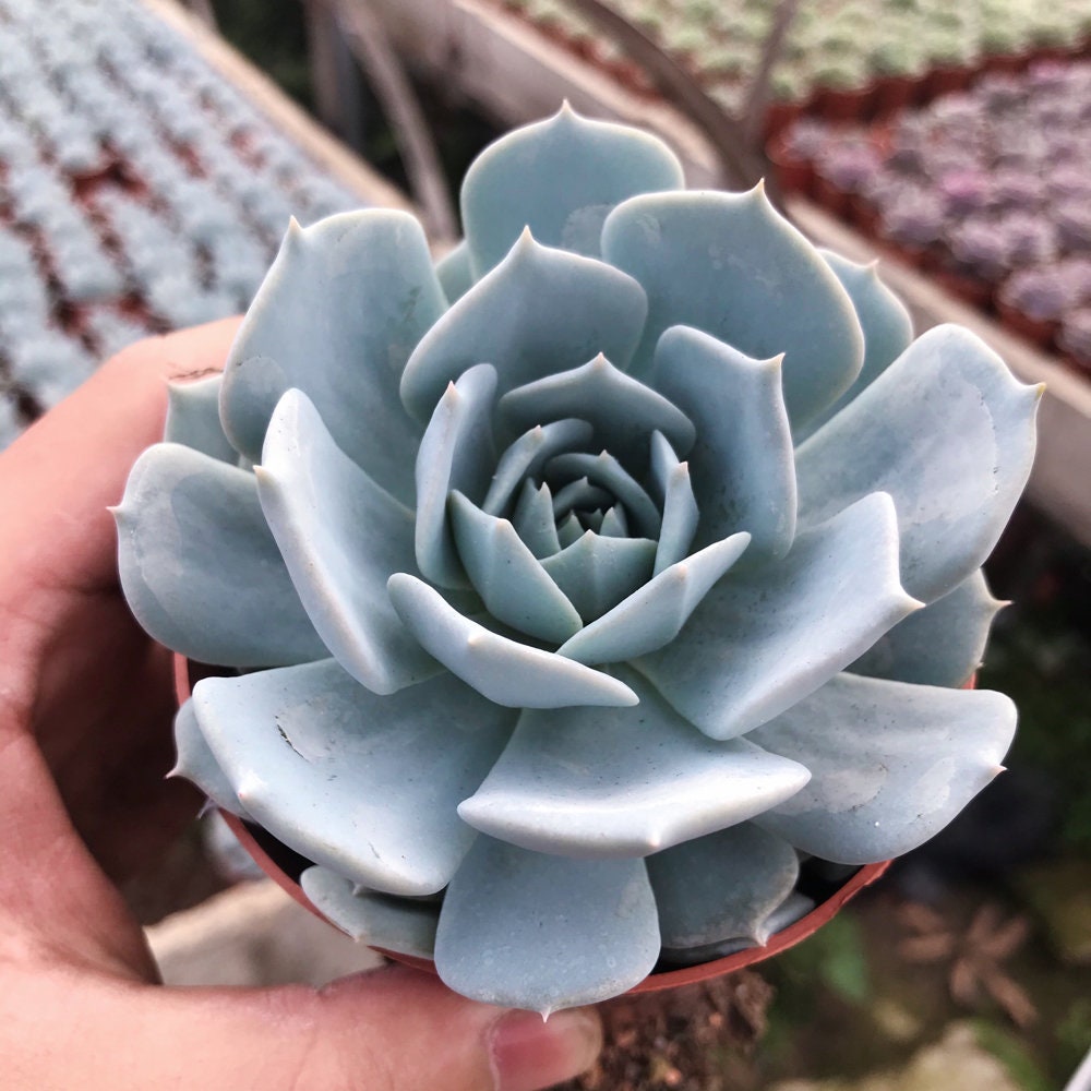Exotic Rare Live Succulent Plant Echeveria blue bird Etsy