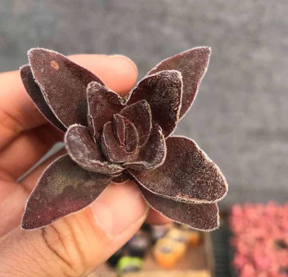 Resume summary examples picture