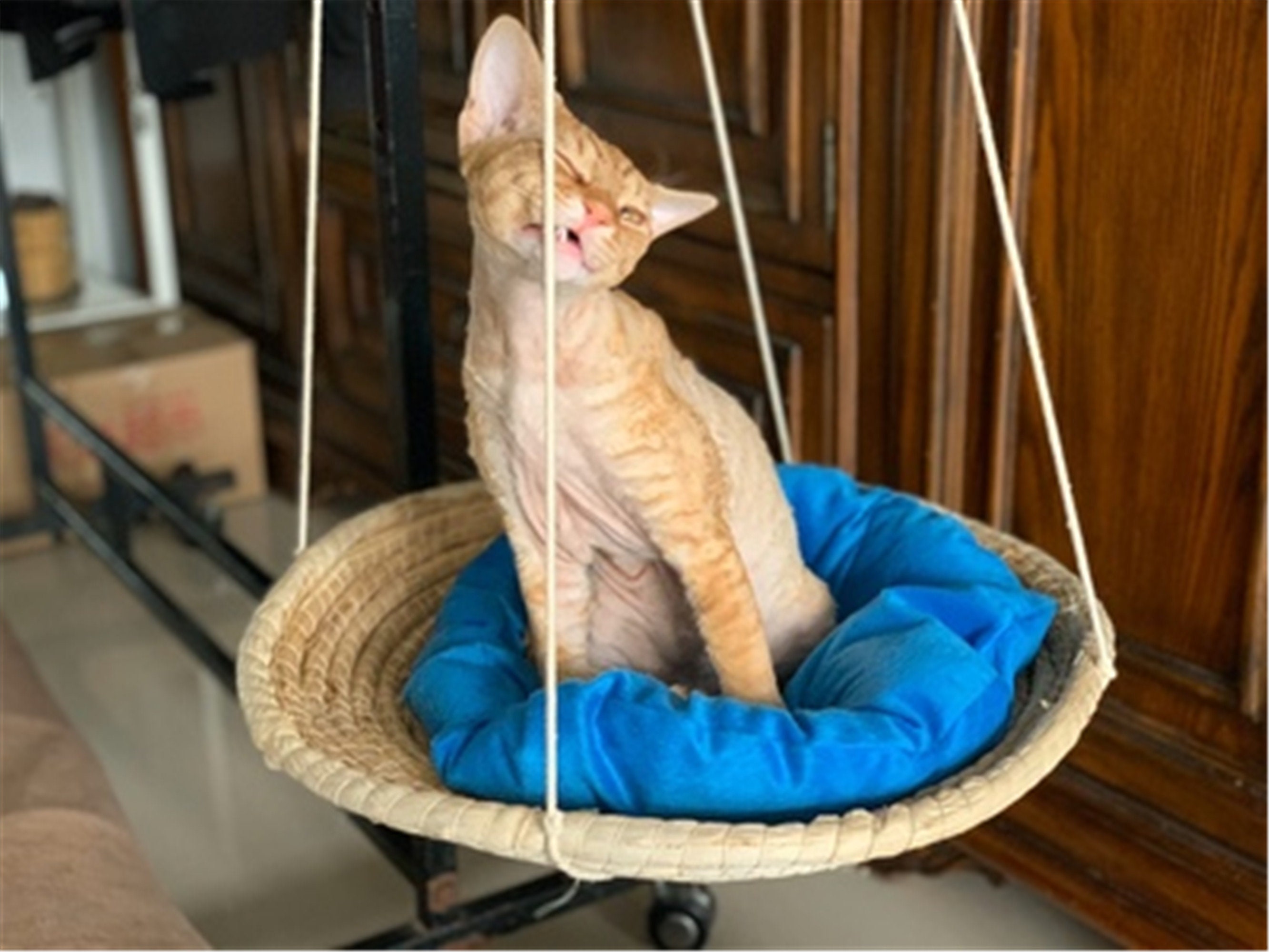 Wicker Rattan Cat Swing Bed Cat Supplies Hanging Basket Etsy
