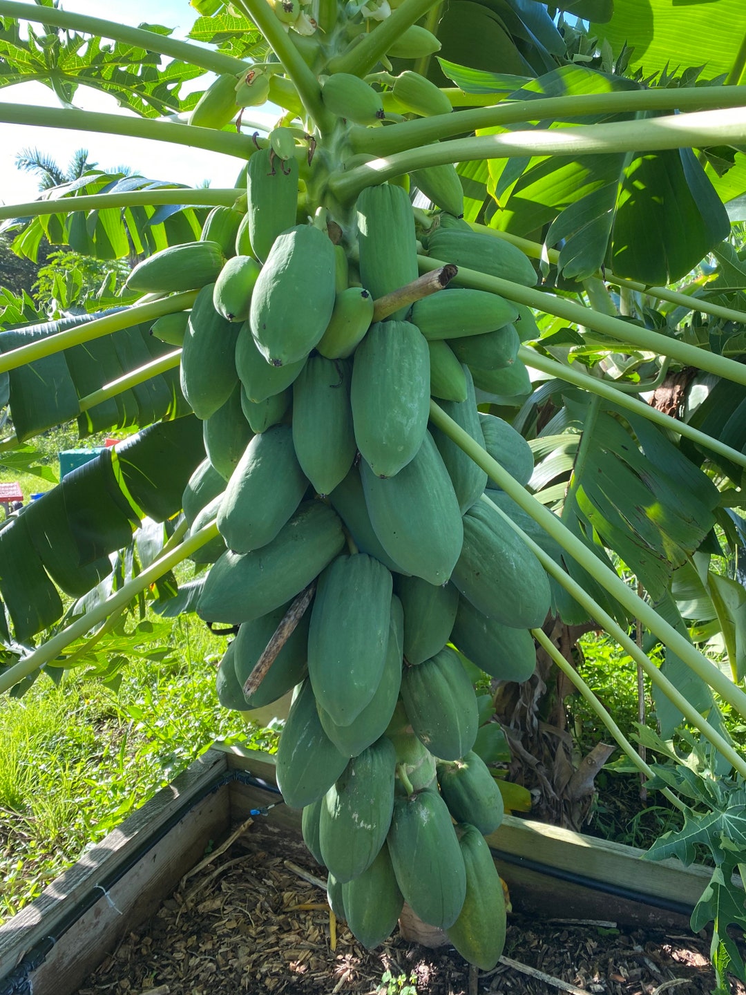 Exotic Dwarf Papaya Seeds Grow Your Own Tropical Paradise Etsy