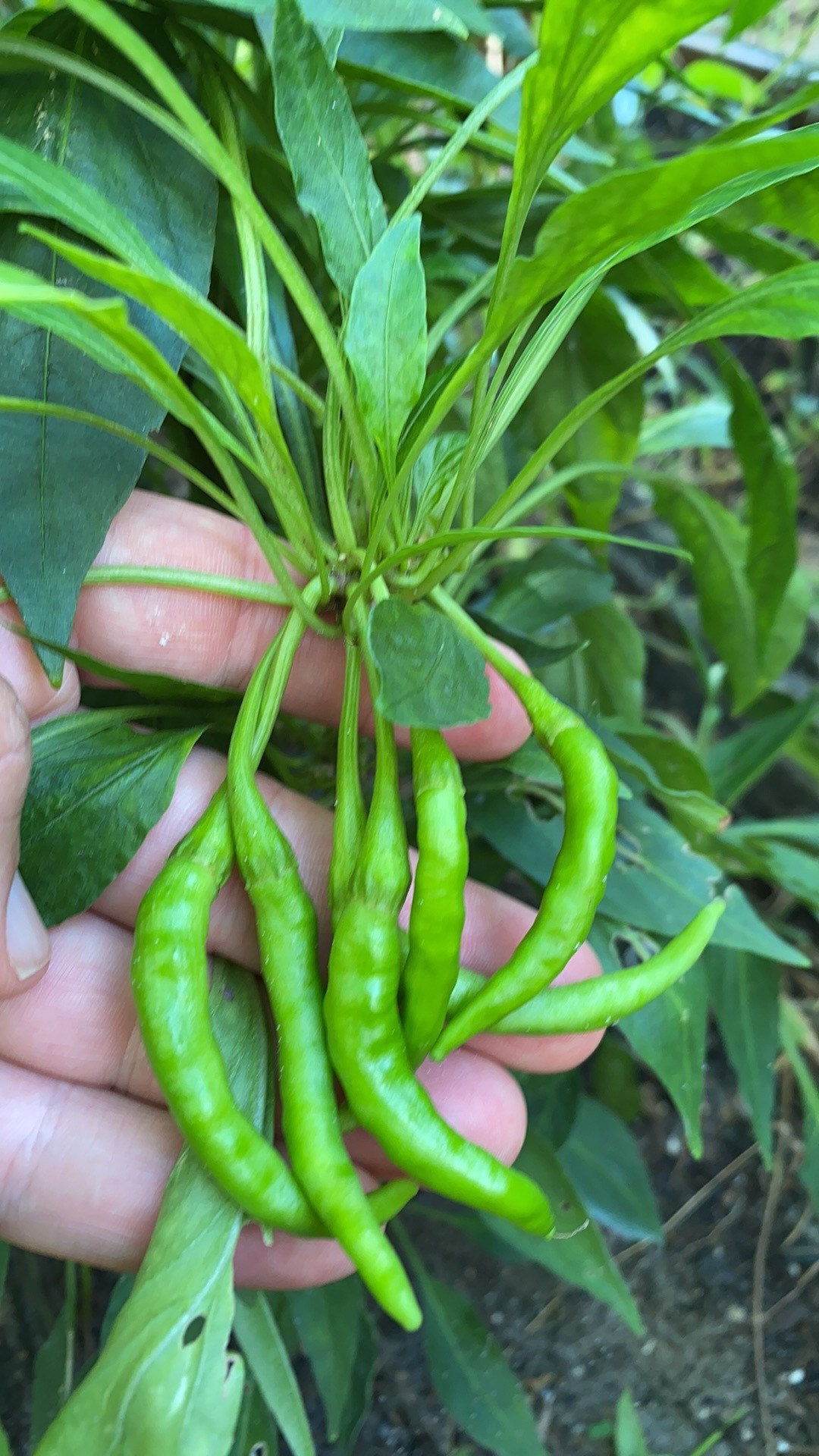 Thai Chili 15 Seeds Etsy