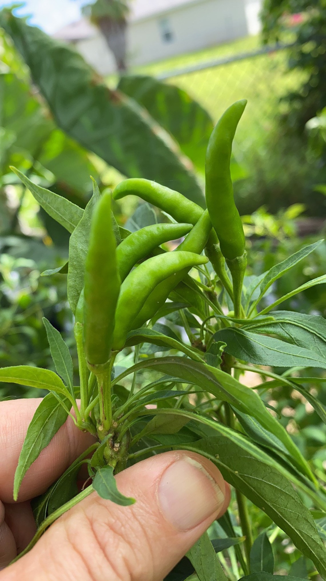 Thai Chili 15 Seeds Etsy