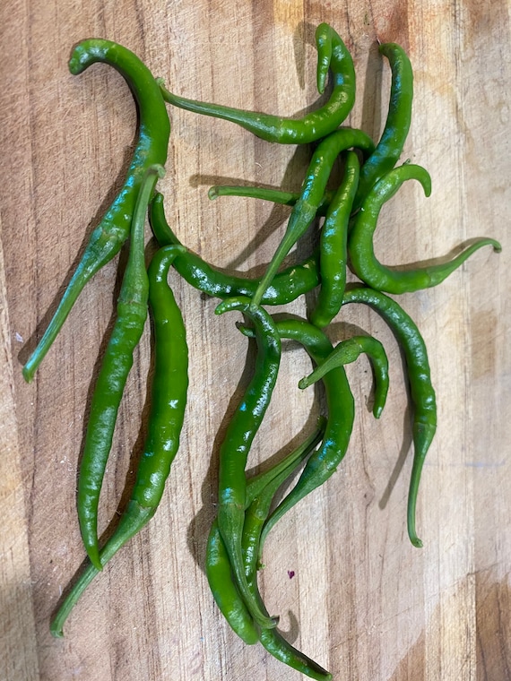 One of the Best Hot Thai Chilli Variety Thai Super Chilli 15 Seeds