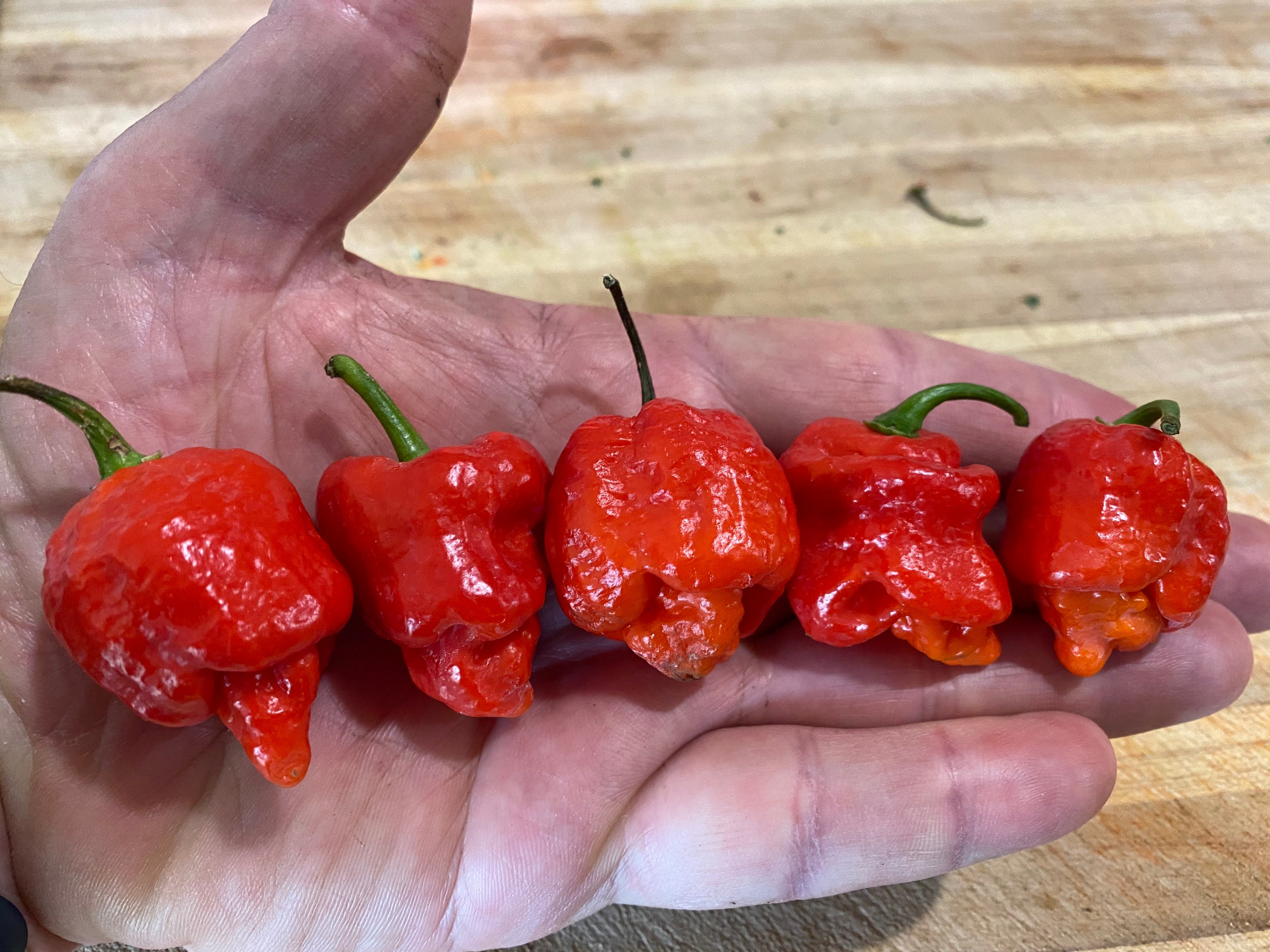 Trinidad Scorpion Pepper 15 Seeds. Etsy