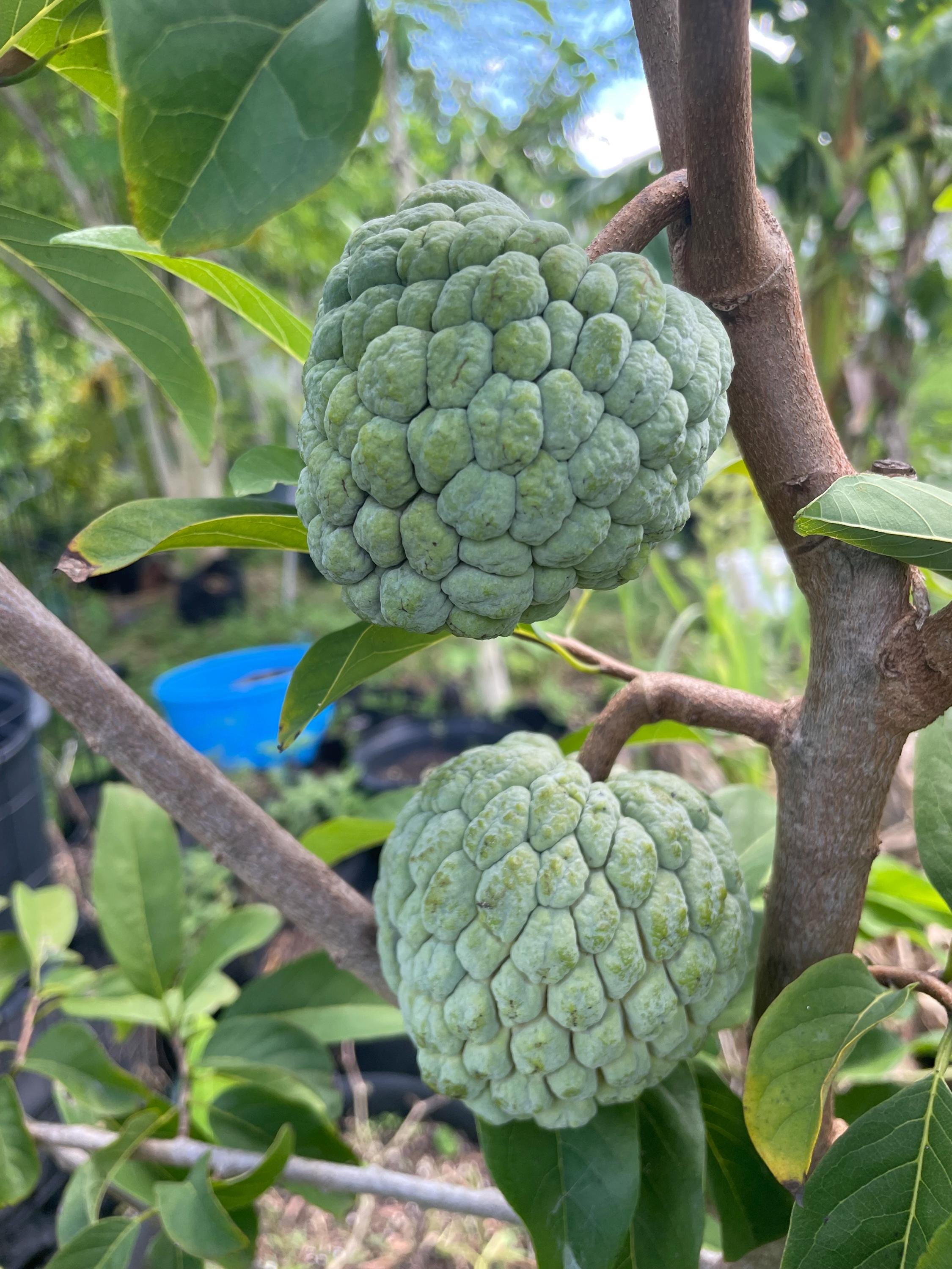 Mexico Fruit Seeds - Etsy, image size:2250x3000