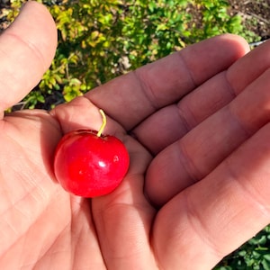 May include: A vibrant red cherry with a green stem rests in an open hand. The cherry is smooth and glossy, with a bright, saturated color. The background features green foliage, suggesting an outdoor setting.