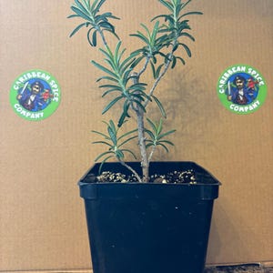 Live Tuscan Rosemary Plant.