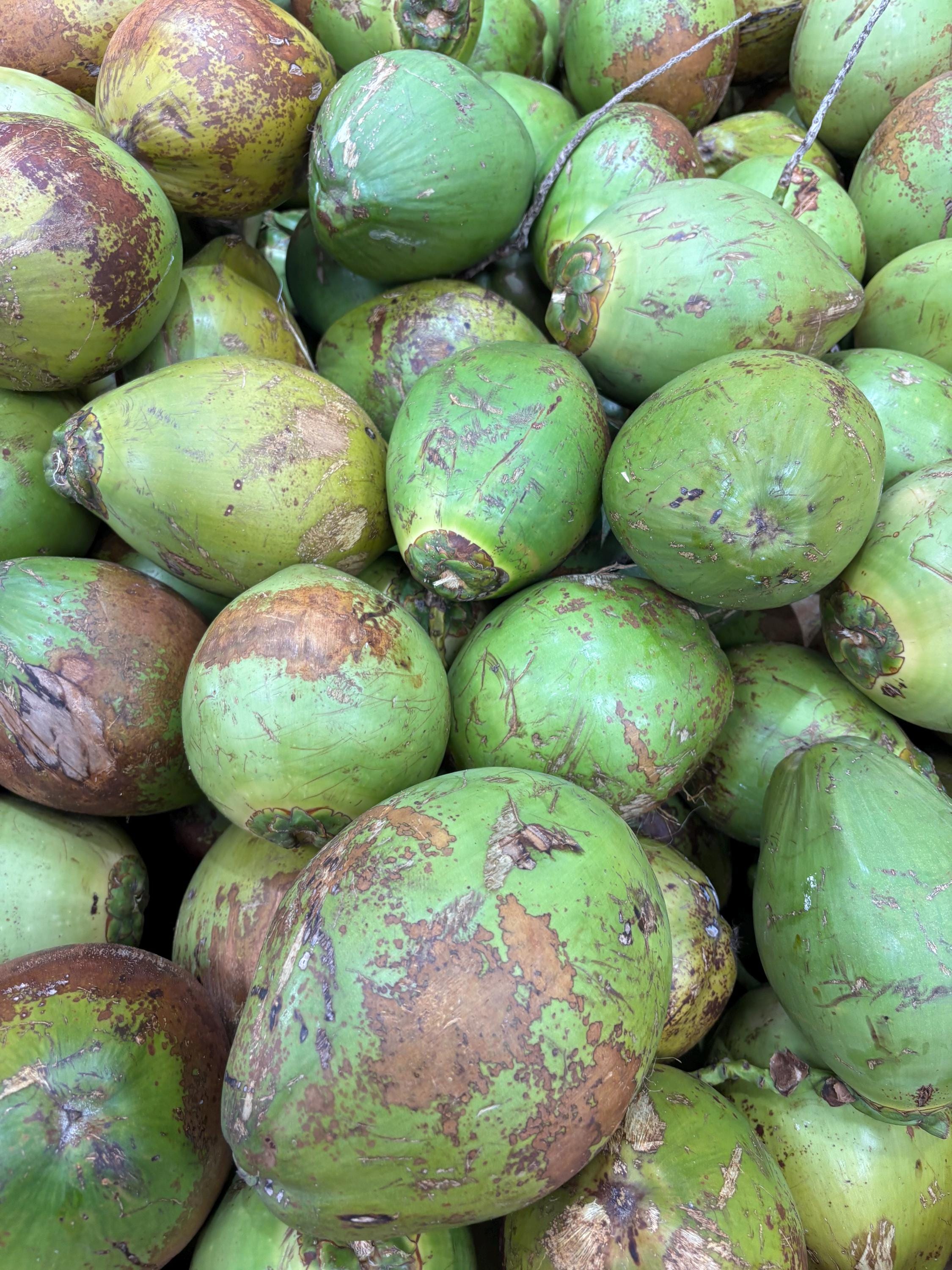 Fresh Whole Coconut