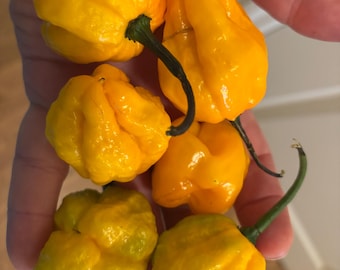 Jamaican Scotch Bonnet Seeds