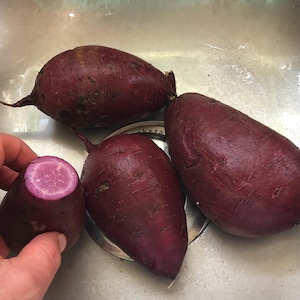 Purple Sweet Potato Slips for Planting