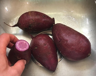 Purple Sweet Potato Slips for Planting | Live Heirloom Variety, Nutritious Tubers, Edible Gardening,