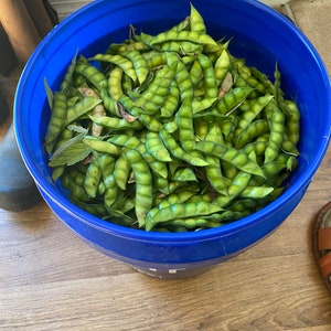 Organic Pigeon Pea Seeds: Heavy Producing Gandules Trees