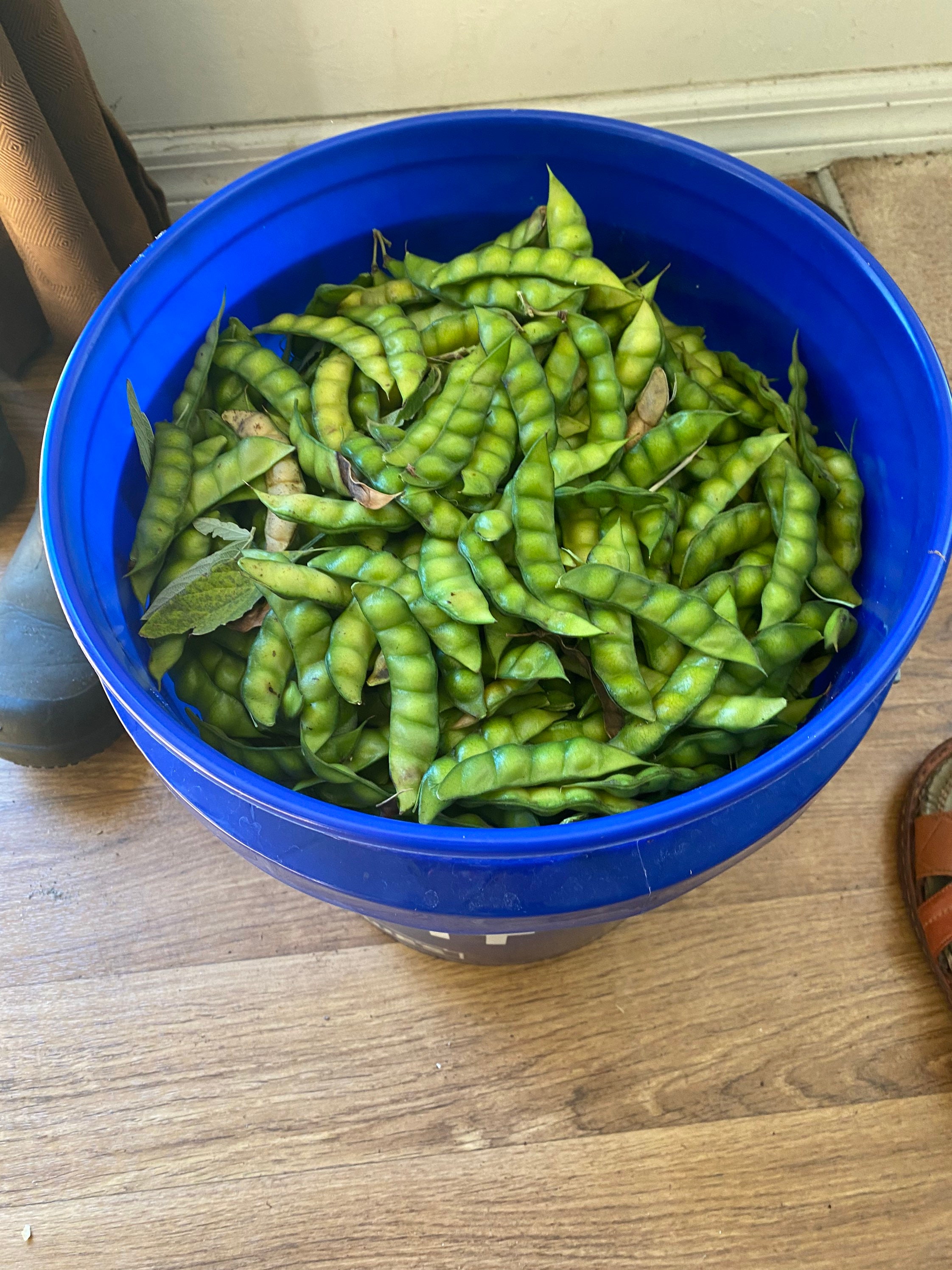 Organic Pigeon Pea Seeds: Heavy Producing Gandules Trees