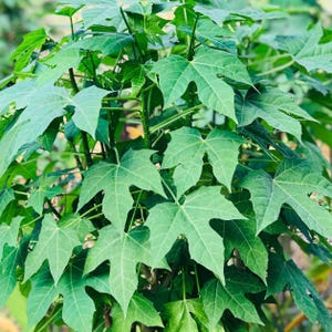Chaya Cuttings |Edible Tree Spinach for Gardening, Cooking, Plant Propagation, Organic Home Garden