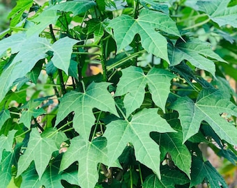 Chaya Cuttings |Edible Tree Spinach for Gardening, Cooking, Plant Propagation, Organic Home Garden